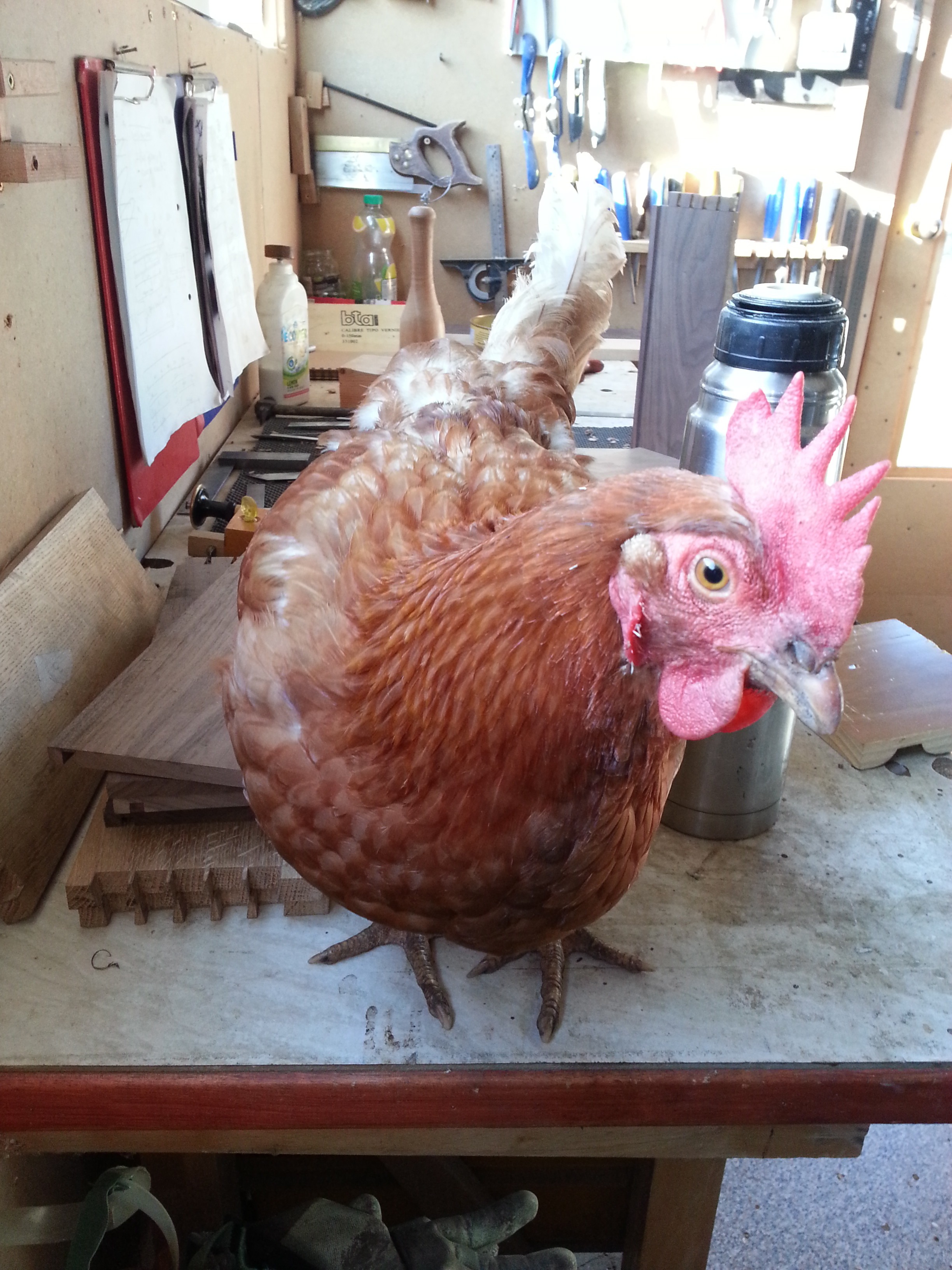 20180201_112232_1 Diego Bernasconi